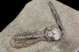 Plate Jimbacrinus Crinoid Fossils - Australia (Special Price) #68357-2
